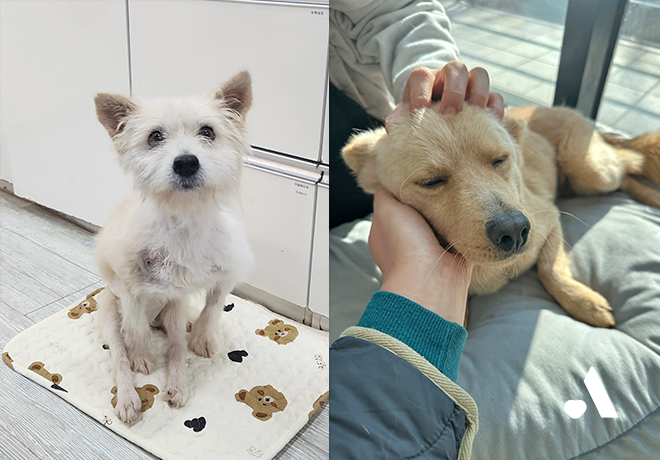 또롱이와 황덕이의 회복을 응원해주세요.