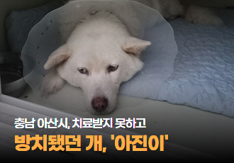 [동물 학대] 충남 아산, 구더기가 들끓어도 치료받지 못한 개, ‘아진이’