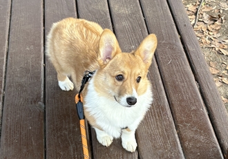 [D25-39관외] 새로운 가족을 찾는 '가을'