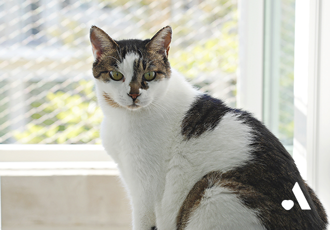 산불로 네 발바닥에 화상 입고 구조된 모아