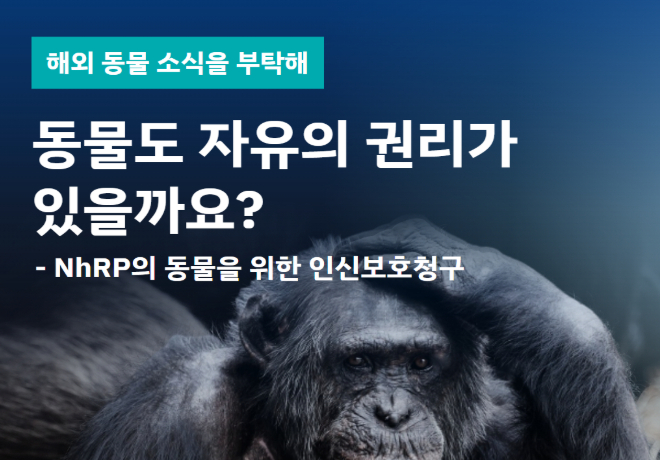 [해외 동물 소식을 부탁해]  동물도 신체의 자유가 있을까요? - NhRP의 동물을 위한 인신보호청구