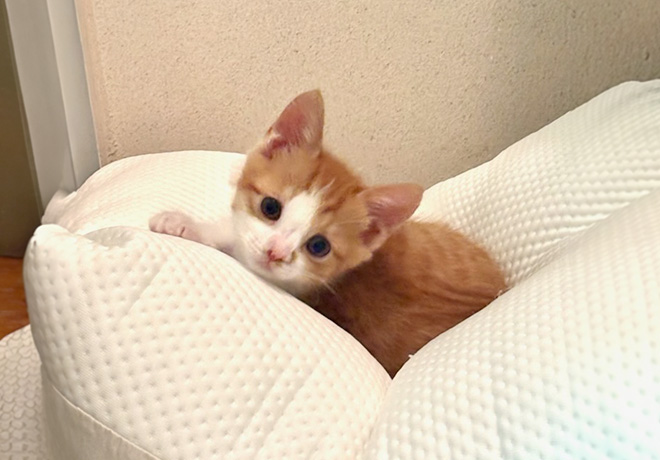 [C25-21 관외] 가족을 기다리는 '토리'