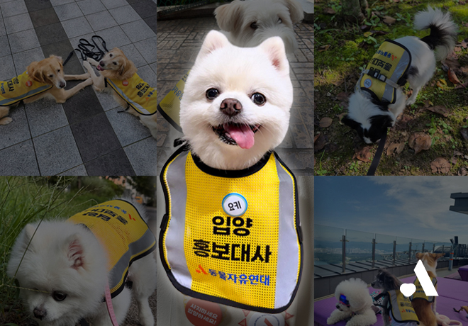 [입양 캠페인] 입양 홍보대사가 할 말 있대!