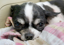 평택 불법 번식장에서 구조된 귀염둥이 치와와들의 센터 적응기