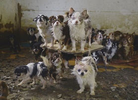 "이게 얼마짜린 줄 알아?" 우리 사회 반려동물의 위치.