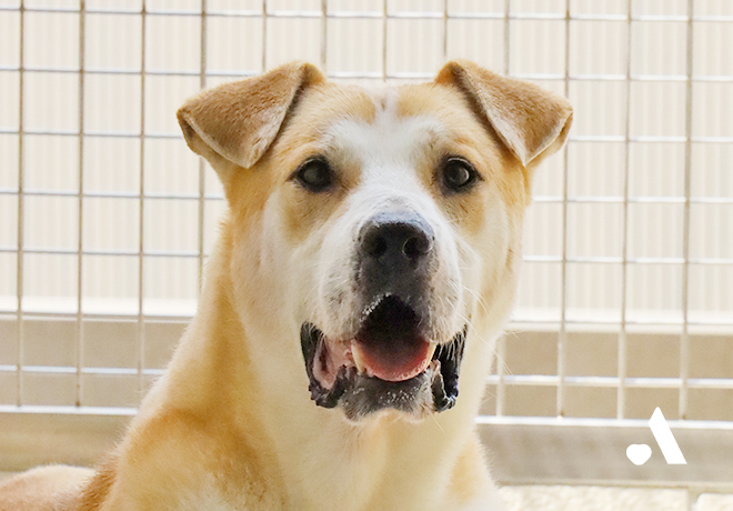 [부고] 금산 개농장 구조견 이금이가 무지개 다리를 건넜습니다.