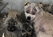 심각한 피부병에 시달리는 강아지 가족