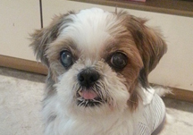 수선화꽃 활짝 피던 날, 랭이가 긴 여행 마치고 잠이 들었습니다. 