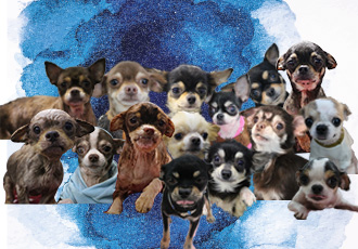 평택 불법 번식장에서 구조된 치와와들의 낯선 행복! 