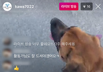 반려동물복지센터 인스타그램에는 라이브 방송이 진행 중!