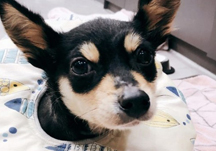 작은 천사 번쩍이가 별이 되었습니다.