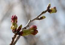 별나무에게도 봄이 찾아 왔어요~