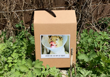 고성 산불 현장에서 구조된 인흥이가 무지개다리를 건넜습니다.