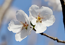 세상에, 별나무에게 이런 일이..!