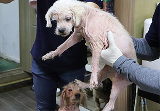 [구조] 버림받고 병에 걸려 고통 속에 살고 있는 13마리 개들 구조완료!