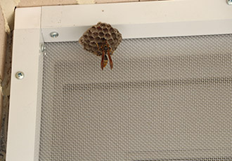 말벌이 나타났어요! ㄷㄷㄷ