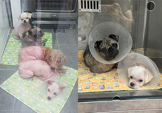 미용실에 버려진 13마리 개들은 병원치료 중~