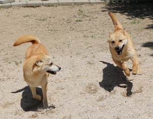 시골개 해순이와 달순이가 동물자유연대 식구가 되었습니다. 