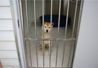 미스터리견 황순이! 또 탈출 사건 발생~