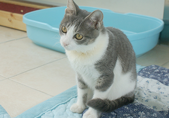 사랑스러운 회색 고양이 구찌가 별이 되었습니다.