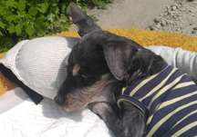 착하고 씩씩했던 슈슈가 강아지별로 긴 여행을 떠났습니다.