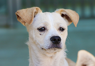 행시(行詩)로 만나는 센터 에세이 - 가족을 기다리고 있는 마야네 '가나다라마' 오행시 1탄!