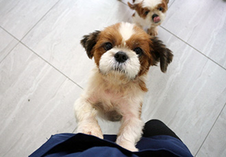 반려동물 미용실에서 구조된 친구들이 입소했어요!