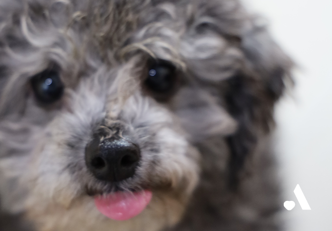 [동물미용학원 구조견] 따뜻한 품을 기다리는 세동이와 요미