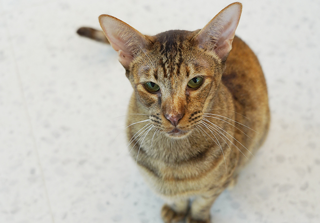 울산 불법 번식장 구조묘들②