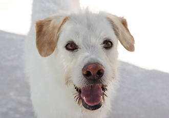 맑은 눈망울이 예뻤던 아리가 별이 되었습니다.