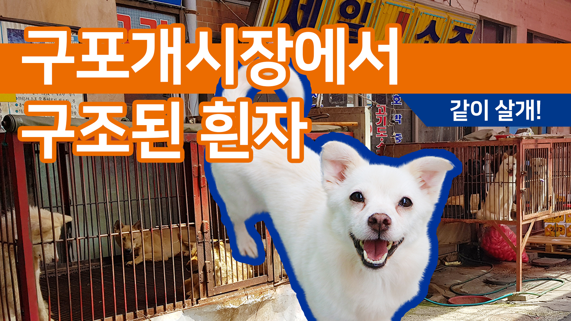구포개시장에서 구조된 흰자의 가족이 되어주세요!
