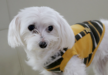 날이 쌀쌀해지던 10월 26일 새벽, 청단이가 별이 되었습니다.