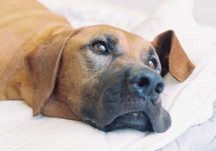 활동가가 별이 된 동물에게 쓰는 편지 -버스커에게