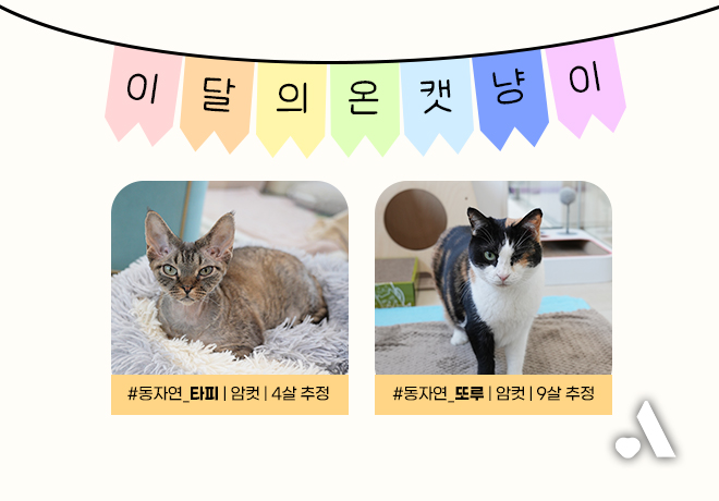 [입양 캠페인] 2026년 1월, 이달의 온캣 냥이를 소개합니다! ✨️🐱💖