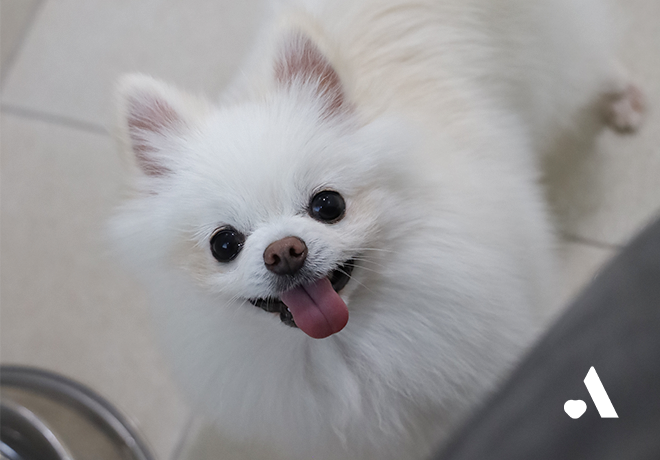 [동물미용학원 구조견] 온몸으로 마음을 보여주는 세루