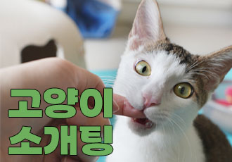 [입양행사] 온캣 고양이들을 직접 만나 교감하는 '고양이 소개팅'💌