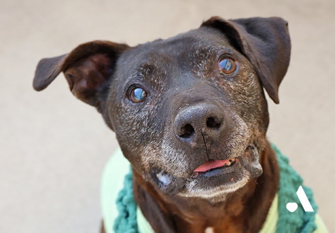  [부고] 투견장 구조견 두유가 별이 되었습니다.