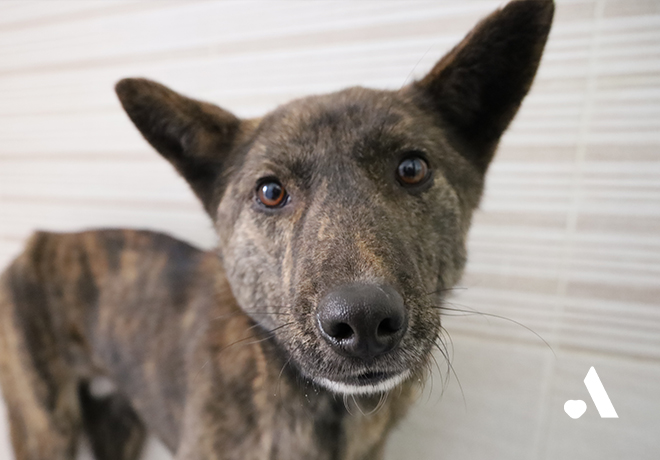 안락사 직전 살아남은 해든이