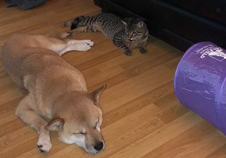 [해외 입양] 캐나다 벤쿠버에서 가족을 만난 곰순이