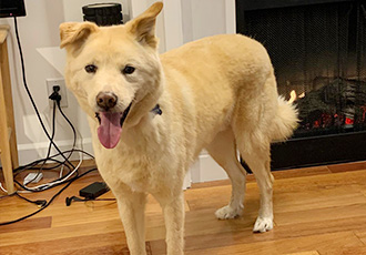 [해외입양] 캐나다 밴쿠버에서 가족을 만난 봉수가 별이 되었습니다.