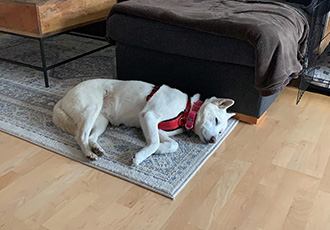 [해외입양] 캐나다 밴쿠버에서 가족을 만난 나나