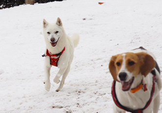 [해외입양] 캐나다 밴쿠버에서 가족을 만난 '나나' 소식입니다 :)
