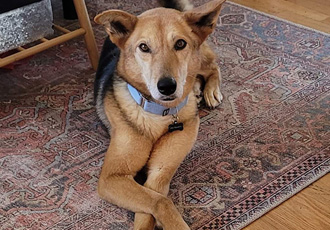 [해외입양] 캐나다 밴쿠버에서 가족을 만난 바니