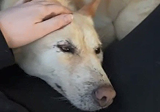 [해외입양] 캐나다 밴쿠버에서 가족을 만난 당당이