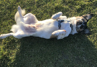 [해외입양] 캐나다 밴쿠버에서 가족을 만난 한결이