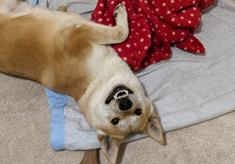 [해외입양] 캐나다 밴쿠버에서 가족을 만난 금비