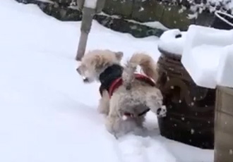 [해외입양] 캐나다 밴쿠버에서 가족을 만난 바우