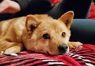 [해외입양] 캐나다 밴쿠버에서 가족을 만난 둥둥이