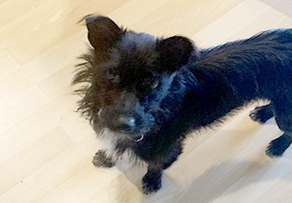 [해외입양] 캐나다 밴쿠버에서 가족을 만난 타치