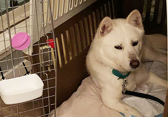 [해외입양] 캐나다 밴쿠버에서 가족을 만난 만남이